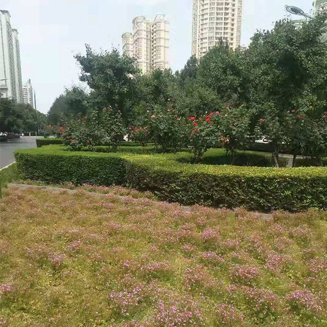 道路綠化施工設計及養護